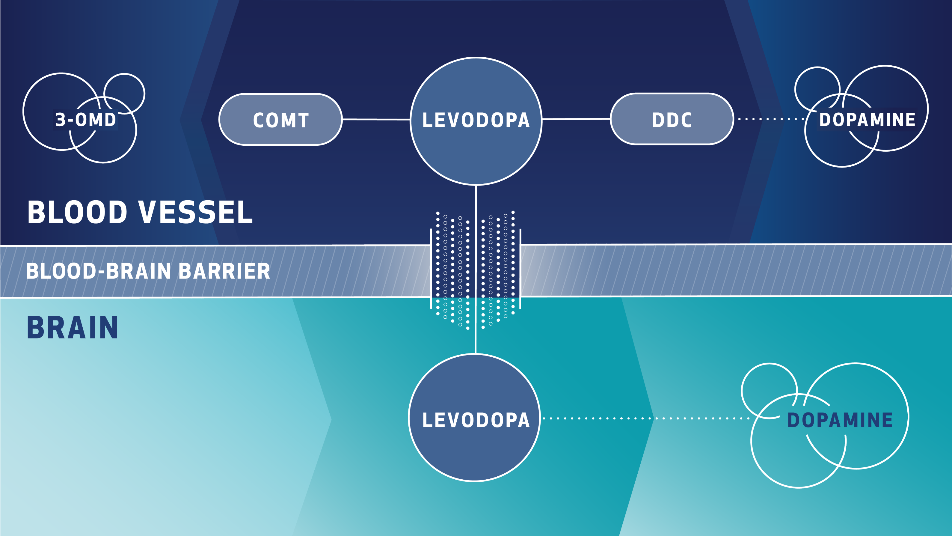 Graphic: Before levodopa crosses the blood-brain barrier, the COMT and DDC enzymes may metabolize levodopa. See Important Safety Information